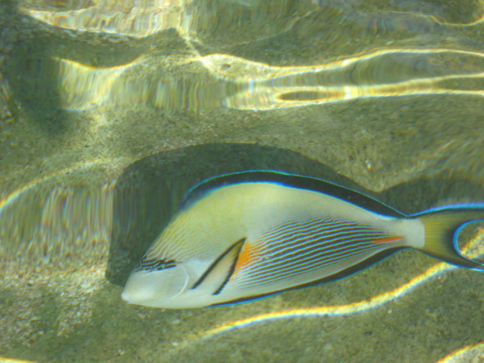 Bunte Fische Dive Inn Resort