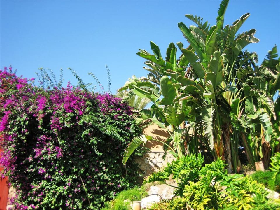 Garten und Hotelgebäude Makadi Palace