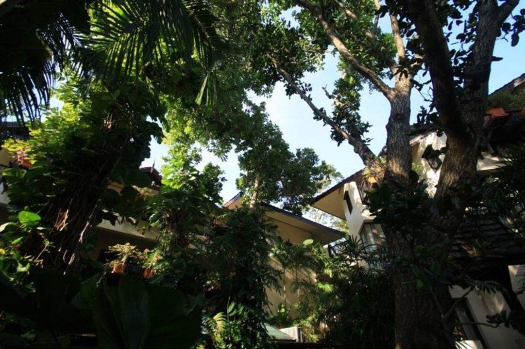 Überall tolle Pflanzen und Bäume Anantara Bophut Koh Samui Resort