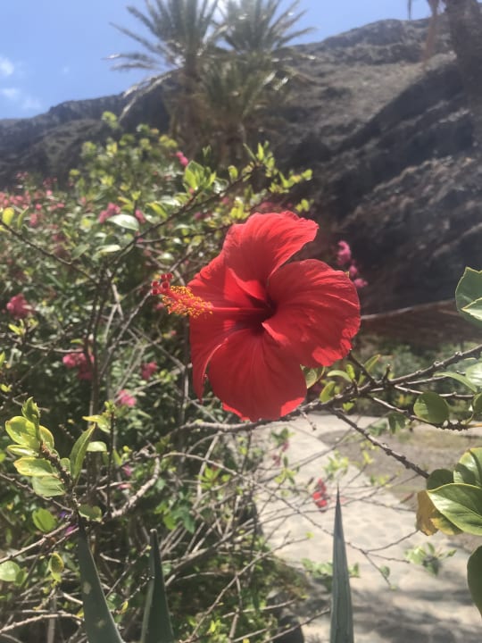 Gartenanlage Hotel Finca El Cabrito