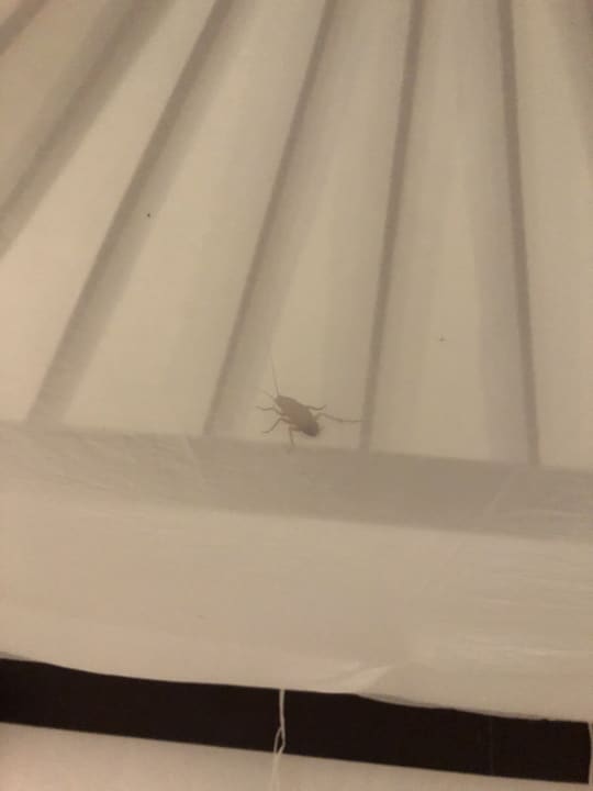 Zimmer Kihaa Maldives