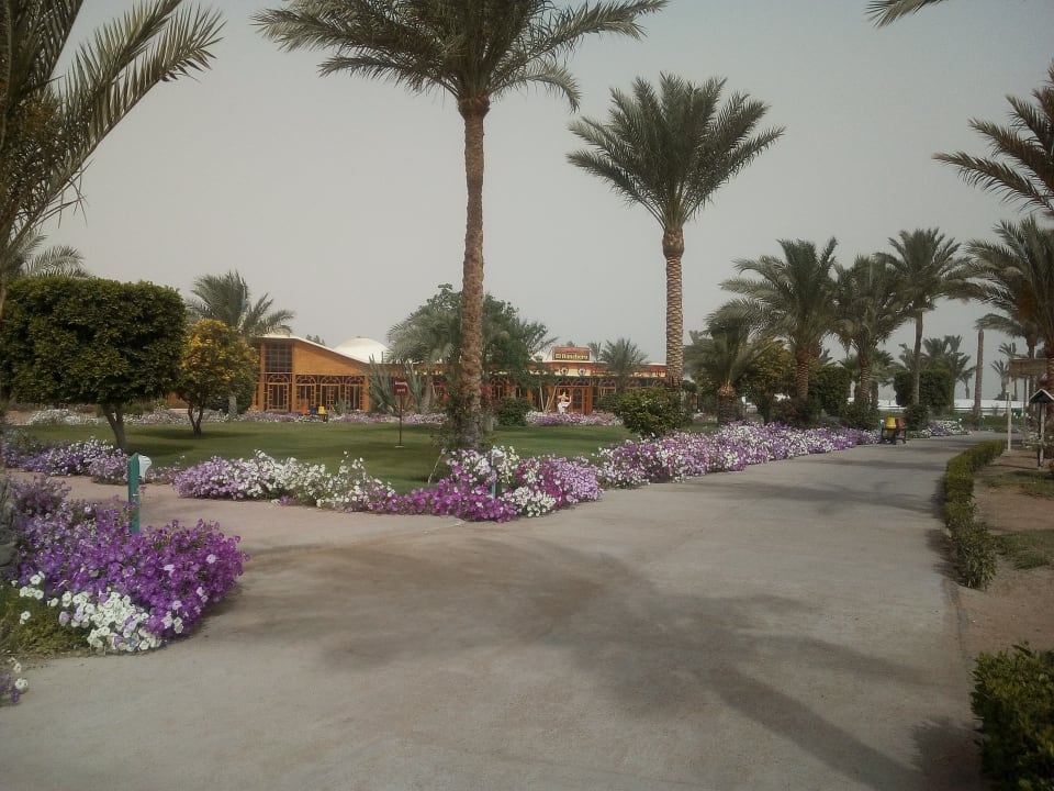 Gartenanlage Desert Rose