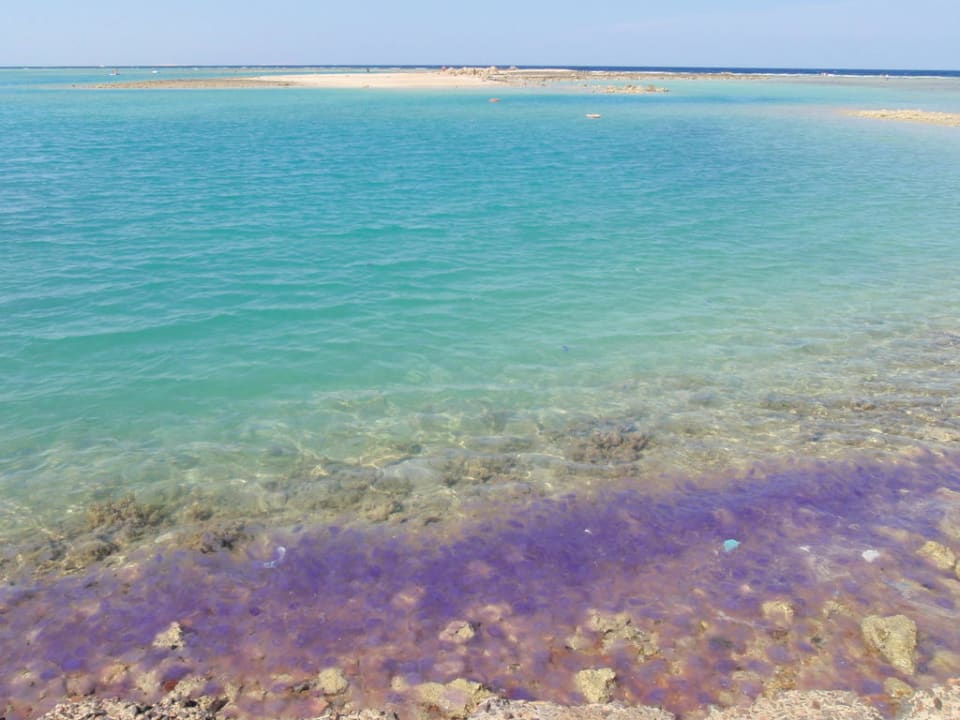 Plaża i sporo meduz Stella Beach Resort & Spa Makadi Bay