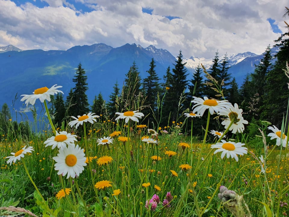 Ausblick Klausenstein - Gutshof Hollersbach