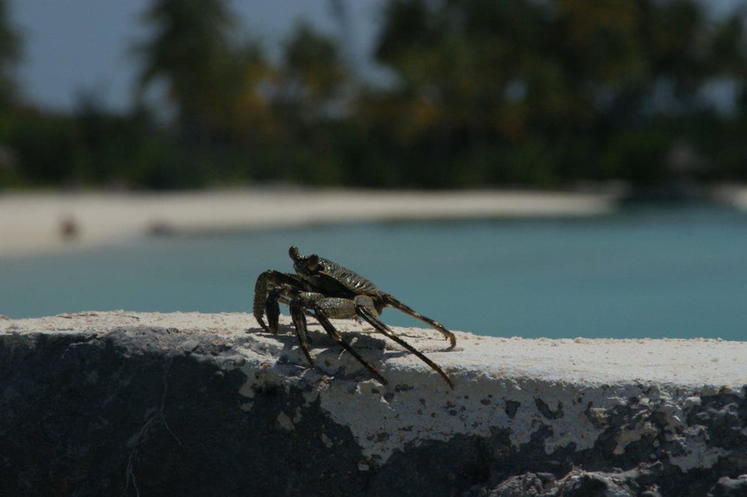 Olhuveli Krebs Sun Siyam Olhuveli