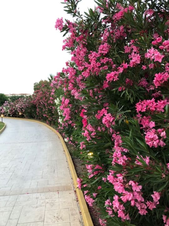 Gartenanlage Lindos Princess Beach Resort & Spa