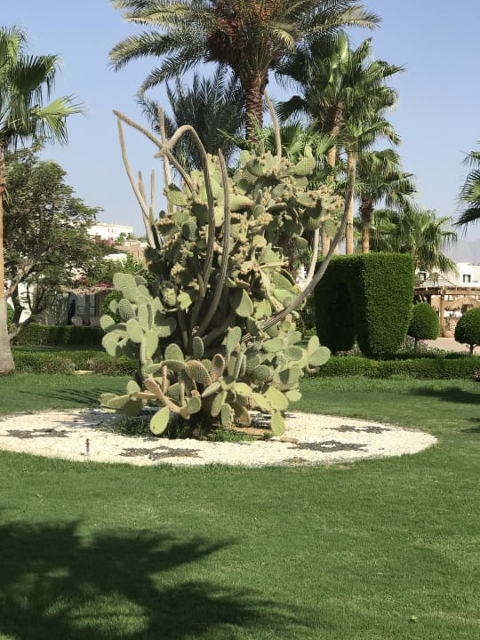 Gartenanlage Sharm Club Beach Resort