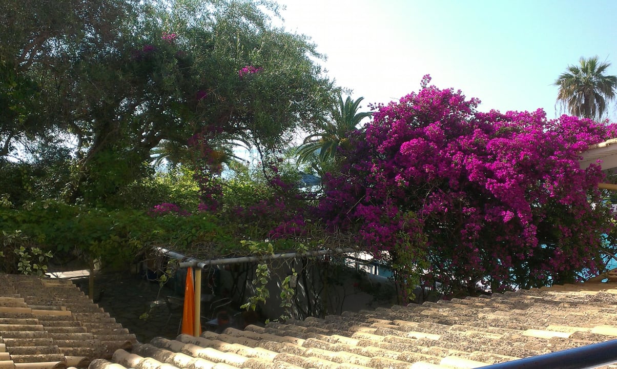 Herrliche Blumen Elea Beach Hotel