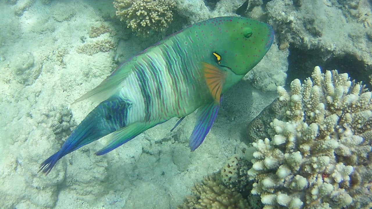 Strand Bel Air Azur Resort - Adults only