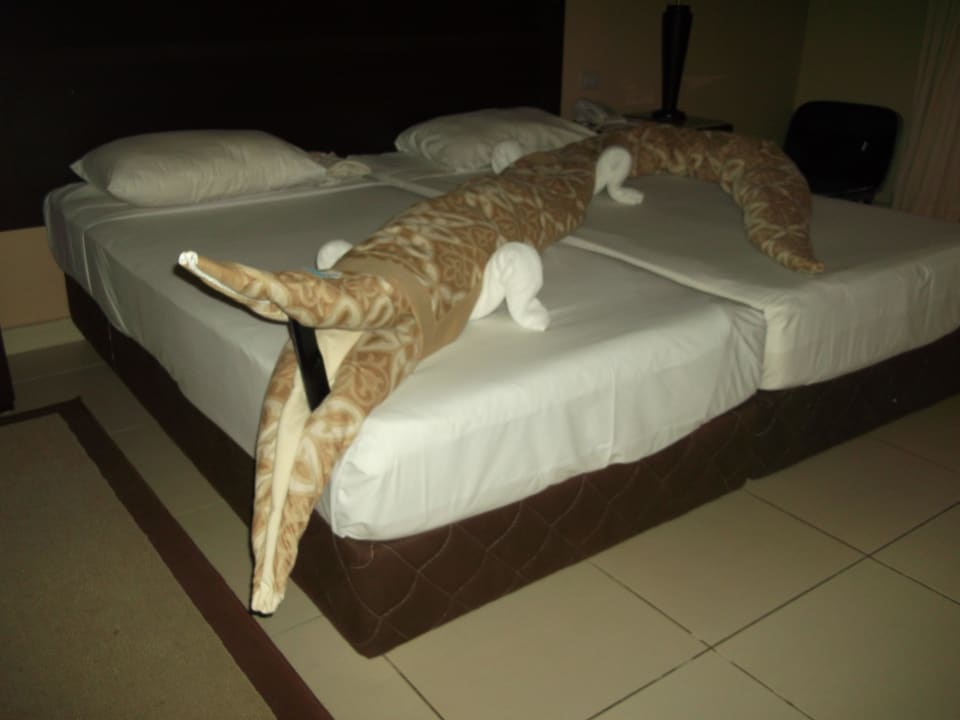 Krokodil mindestens 3 Meter Jaz Dar EL Madina