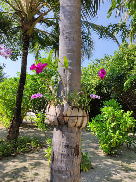 Gartenanlage Furaveri Maldives