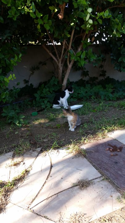 Die süssen Mitzen Lilly & Spiky Sunis Evren Beach Resort Hotel & Spa