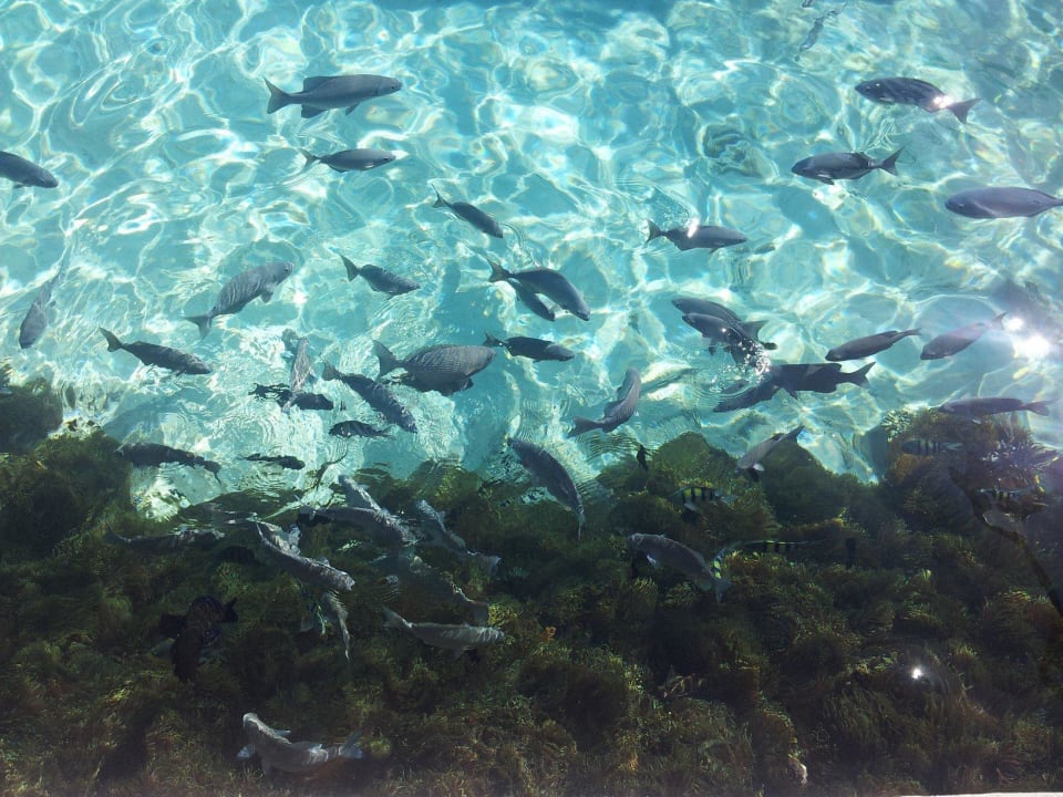 Fische am Bootssteg entlang Summer Island Maldives