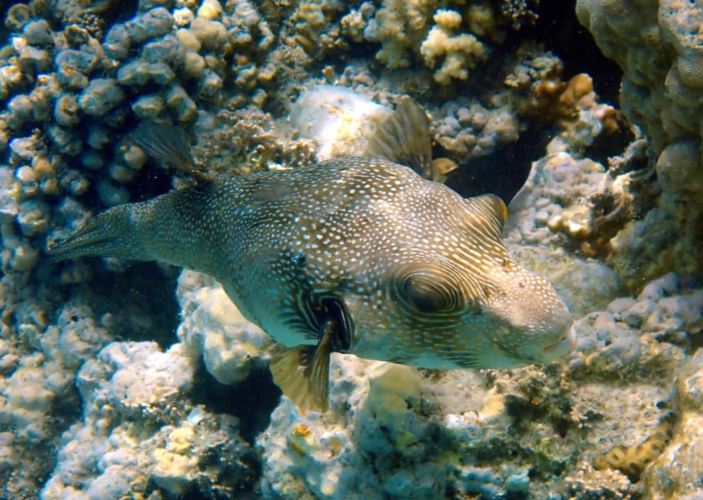 Sport & Freizeit Stella Garden Resort & Spa, Makadi Bay