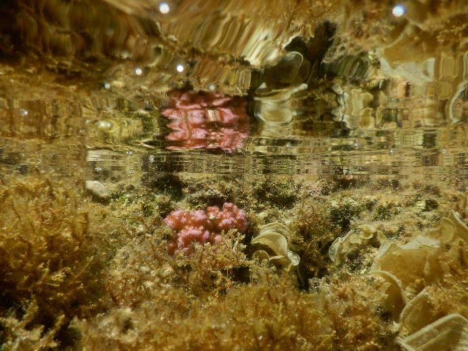 Schnorcheln im Riff Swisstouch Oriental Resort Marsa Alam
