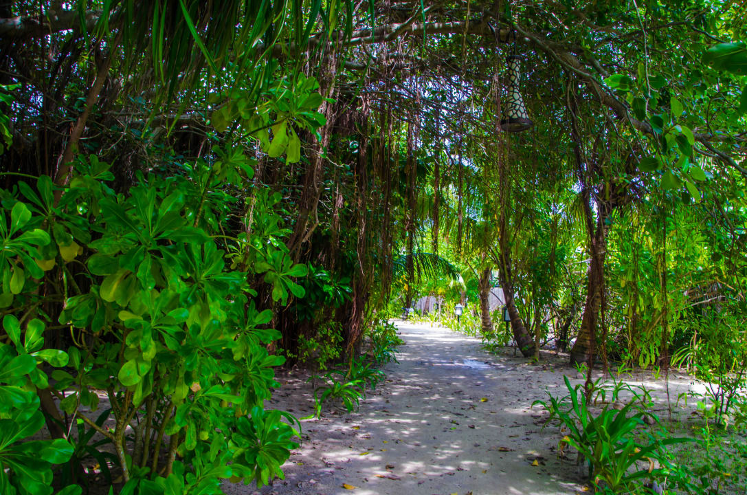 Gartenanlage Kuredu Island Resort & Spa