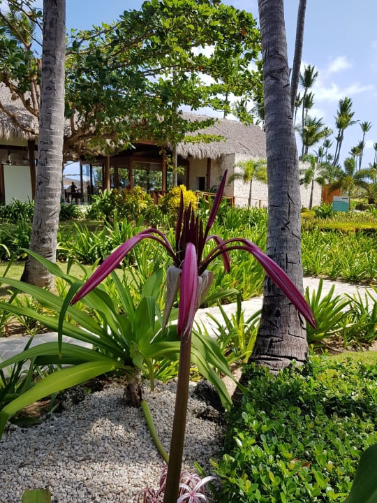 Gartenanlage Hotel Grand Palladium Palace Resort, Spa & Casino