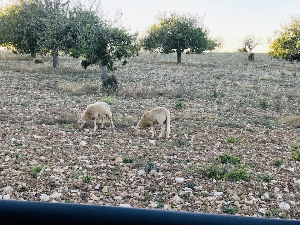 Gartenanlage Finca Sestelrica