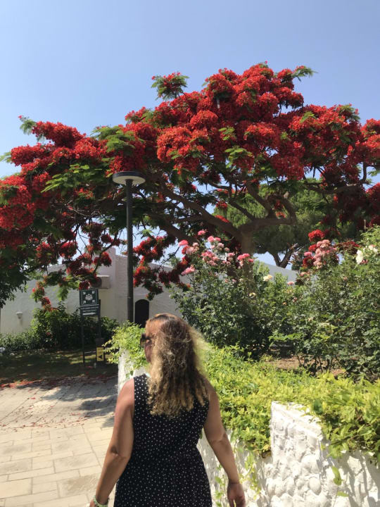 Gartenanlage Acapulco Beach Club & Resort