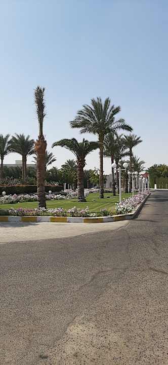 Gartenanlage Desert Rose