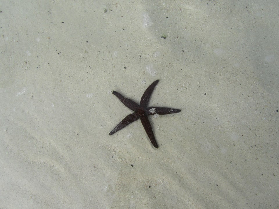 Seestern Shandrani Beachcomber Resort & Spa