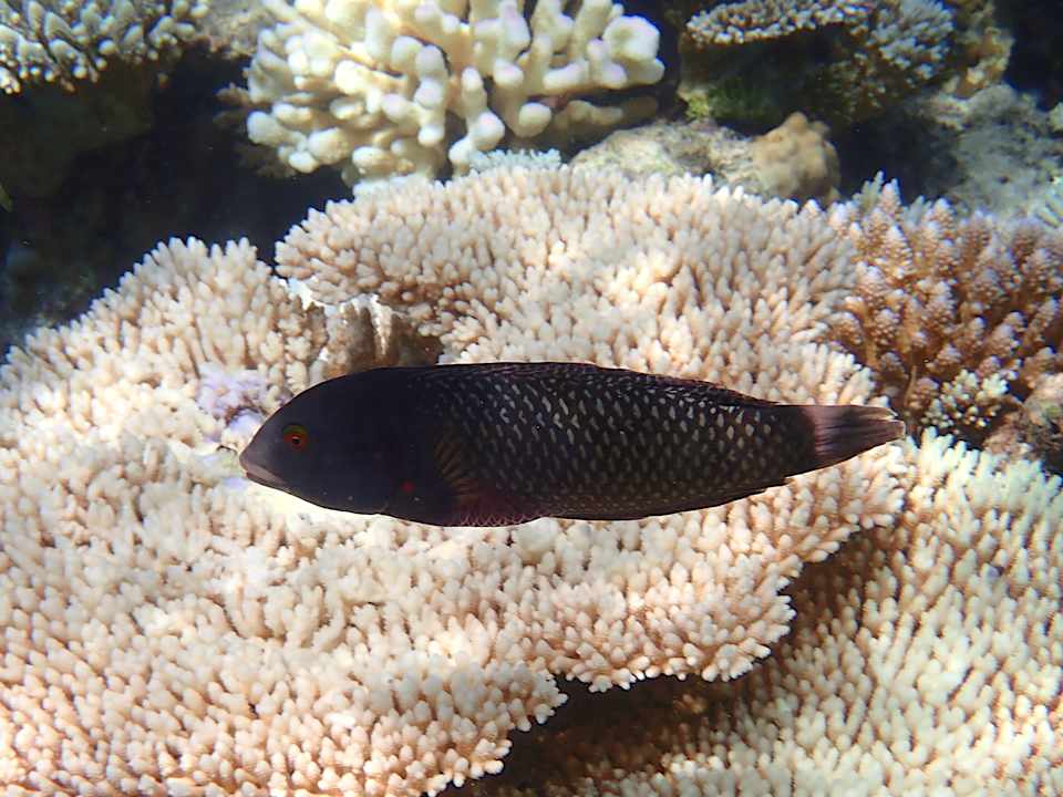 Sonstiges Ellaidhoo Maldives by Cinnamon