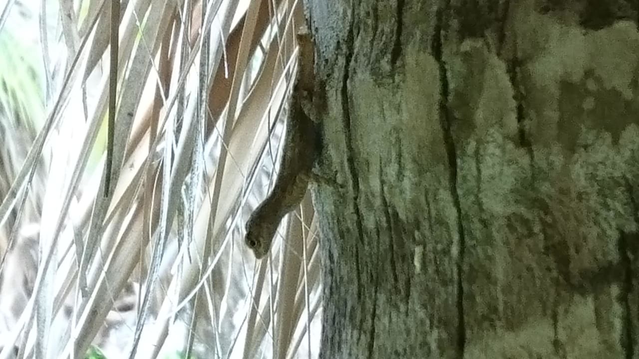 Geko Grand Palladium Select Bávaro Resort & Spa