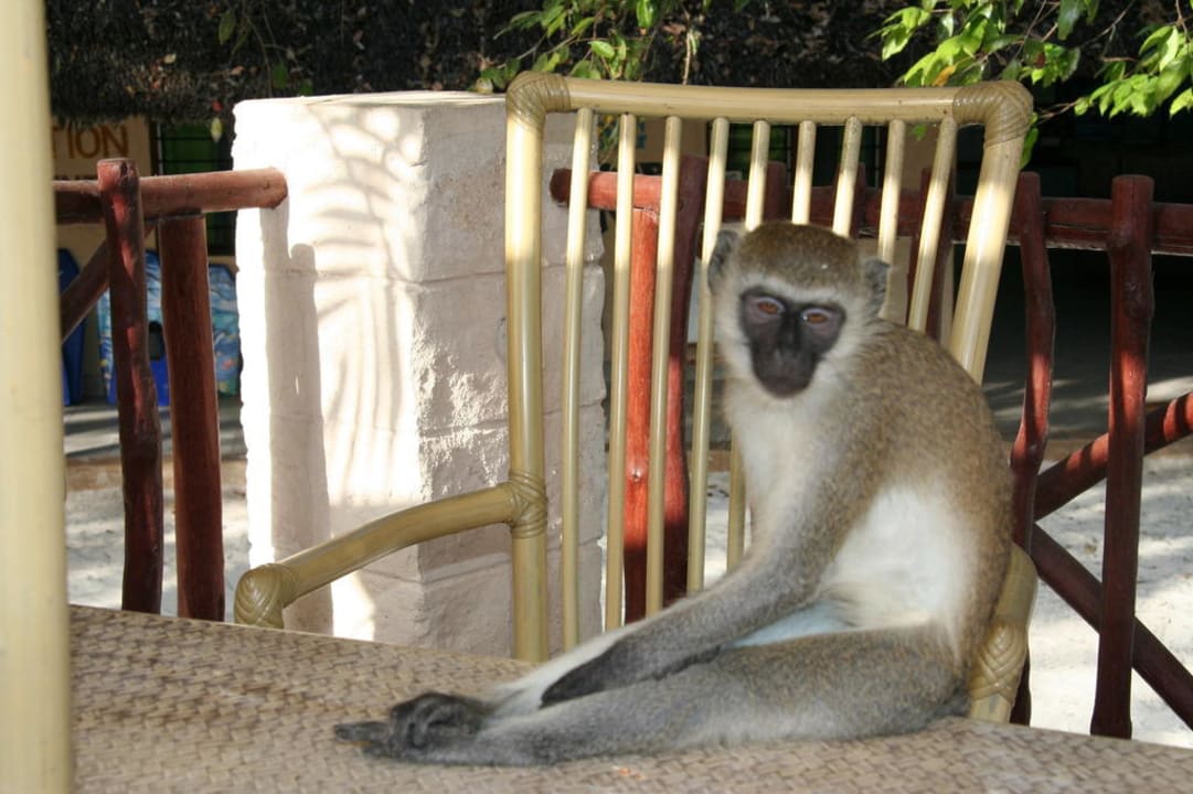 So läßt es sich aushalten Baobab Beach Resort & Spa