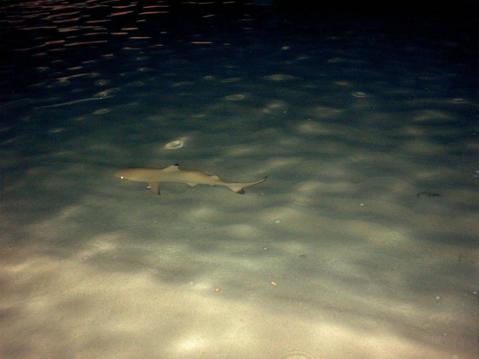 Hai Summer Island Maldives