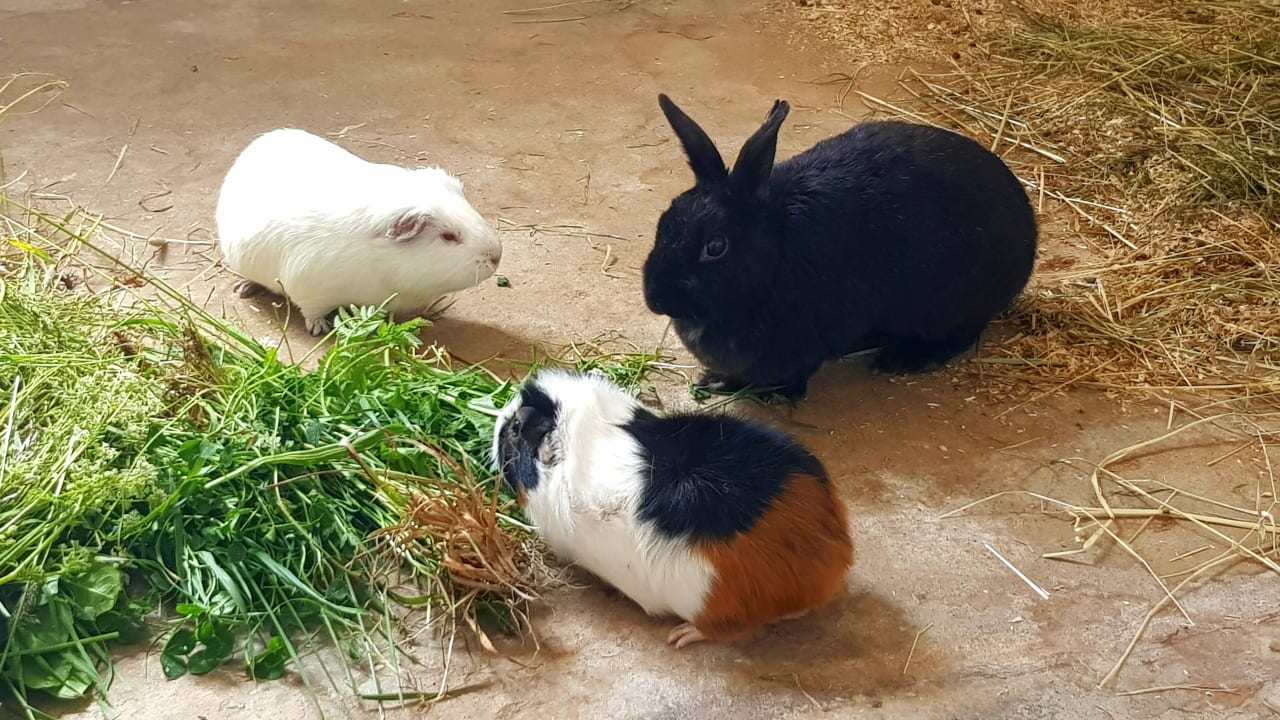 Sonstiges Burgbauernhof Katzenstein