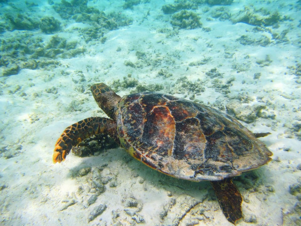 Strand Cinnamon Dhonveli Maldives