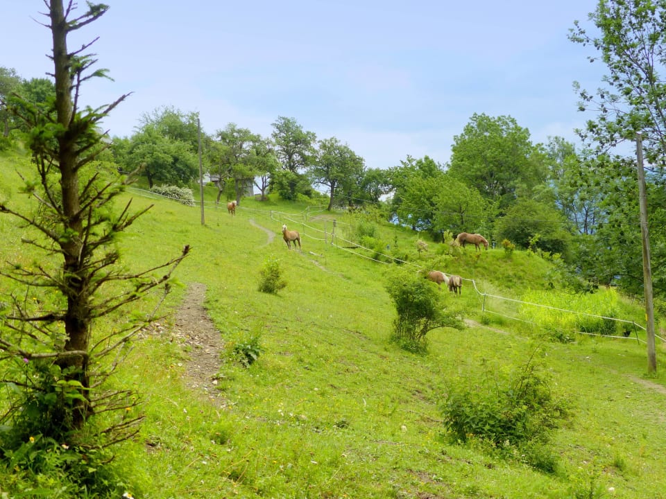 Fauna & Flora auf der Bienanalm LUXGUT - OLIVIA