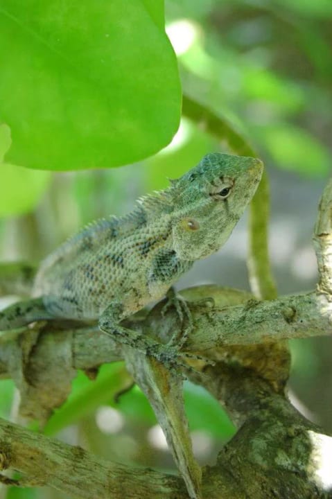 Echse Kuramathi Maldives