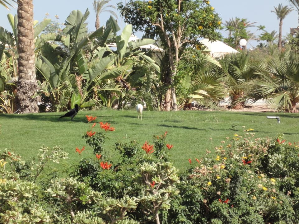 Garten Steigenberger ALDAU Beach Hotel