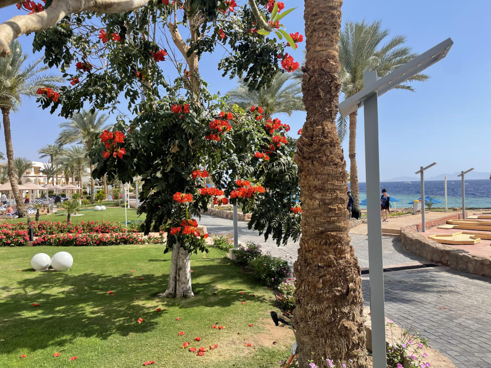 Außenansicht Pickalbatros Royal Grand Resort - Sharm El Sheikh