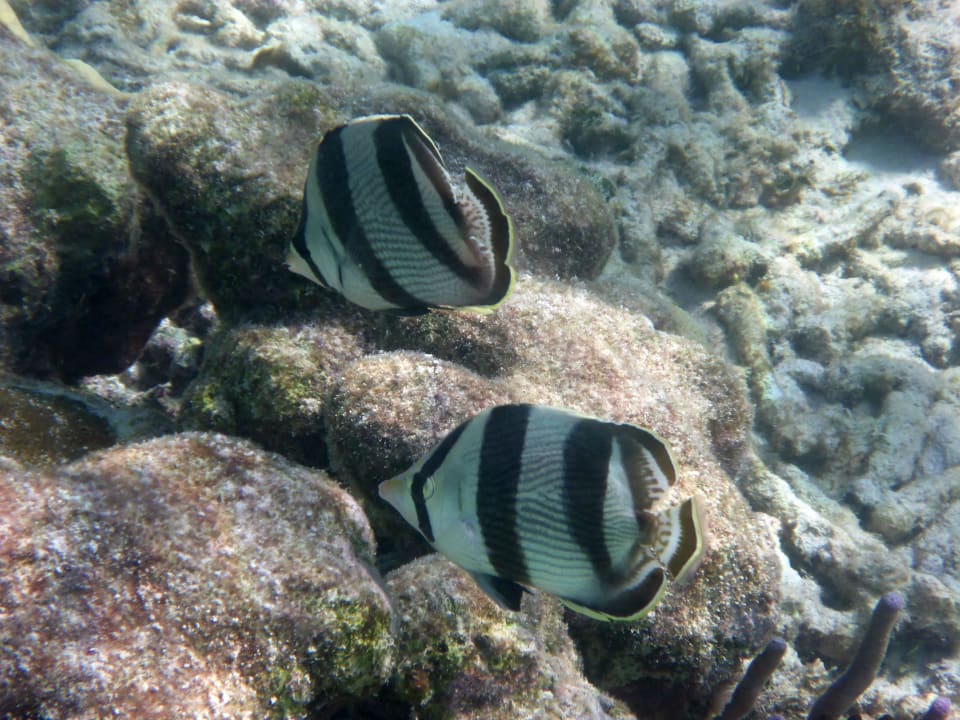 Sport & Freizeit Akumal Bay Beach & Wellness Resort