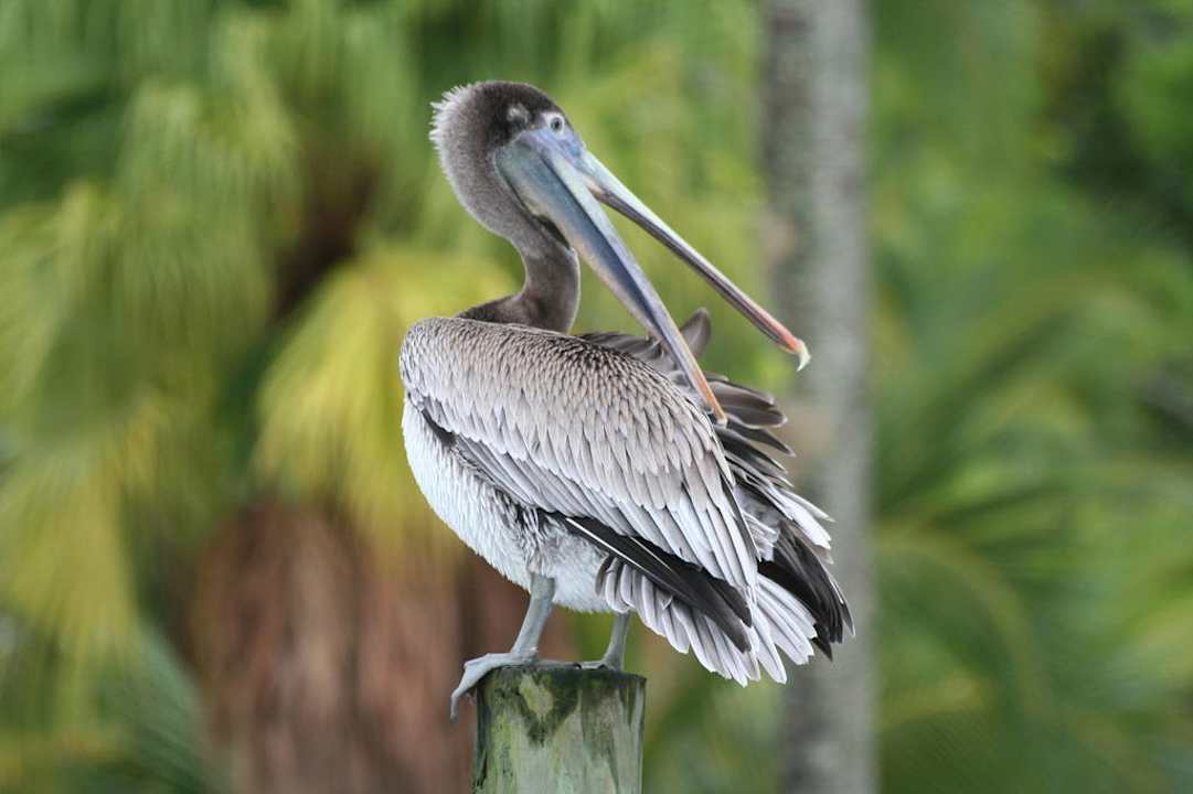 Hauspelikan Casa Acuario