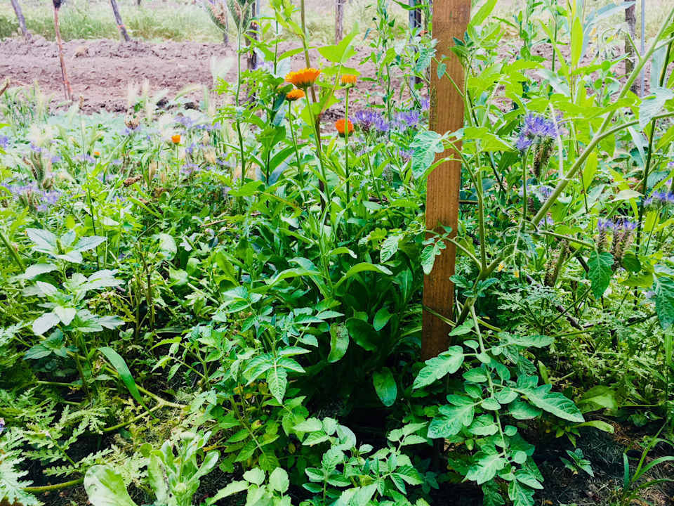 Gartenanlage Landhaus Weinblick