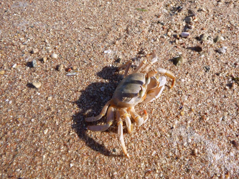 Strand Cleopatra Luxury Resort Makadi Bay