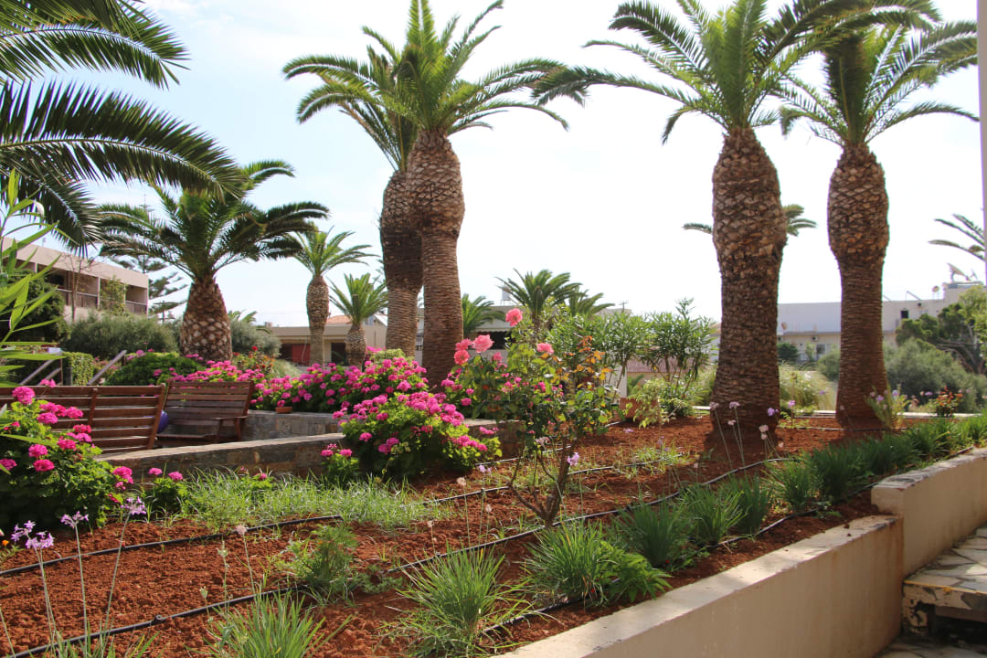 Hotel's garden  allsun Hotel Malia Beach