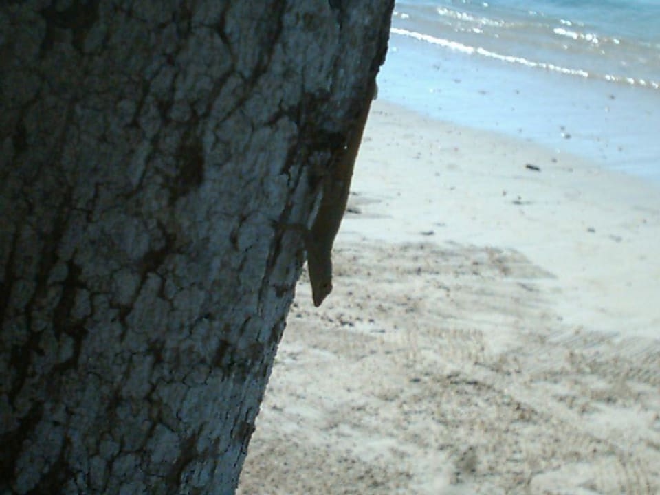 Gecko Emotions By Hodelpa - Juan Dolio All Inclusive