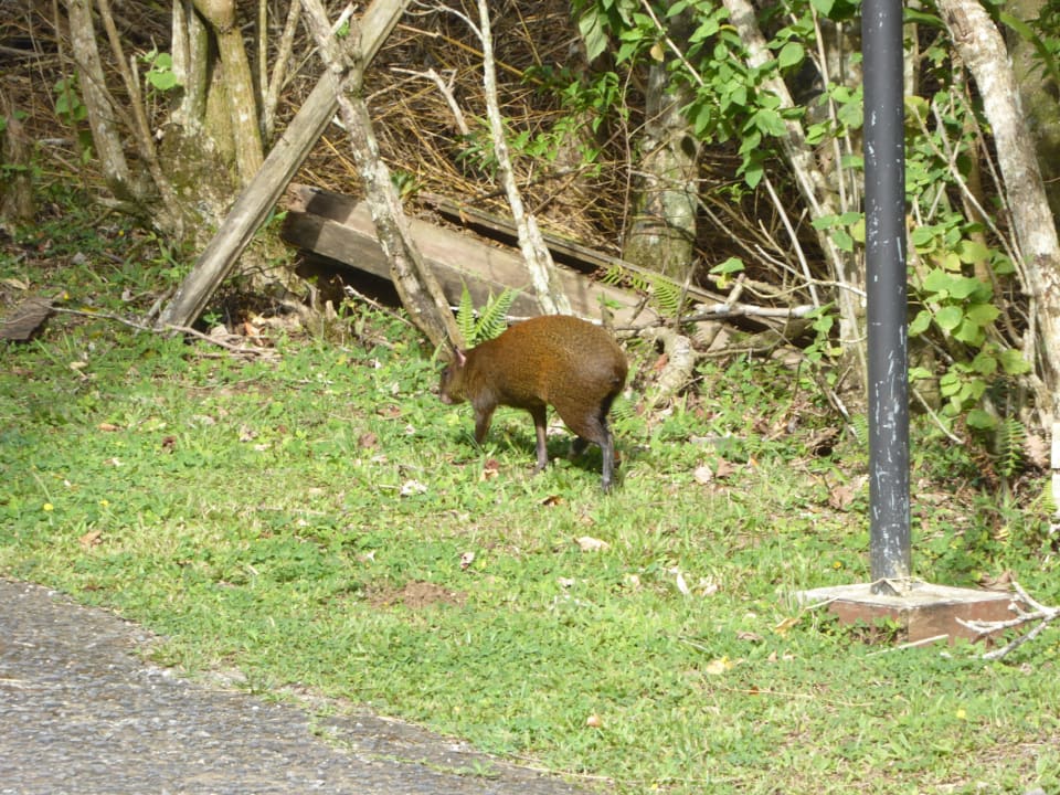 Gartenanlage Hotel Montana Monteverde
