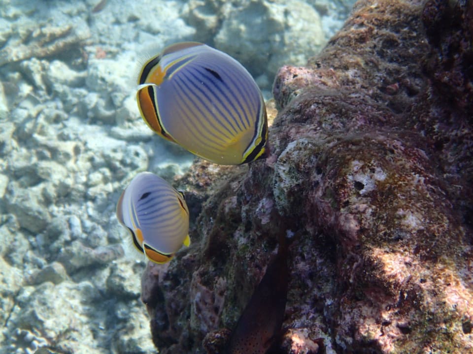 Beim Schnorcheln Sandies Bathala Maldives