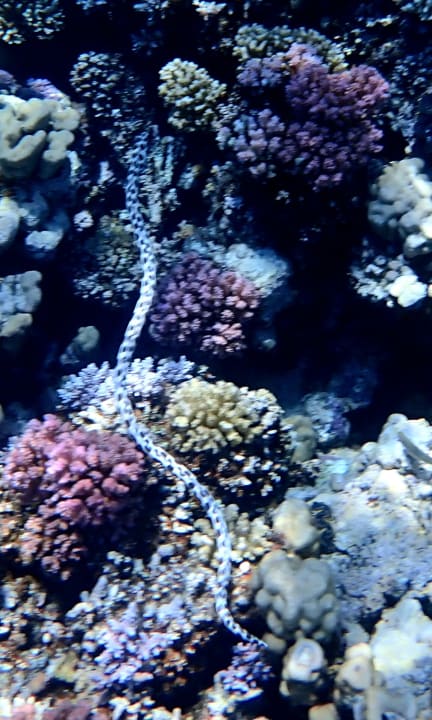 Sport & Freizeit Grand Makadi