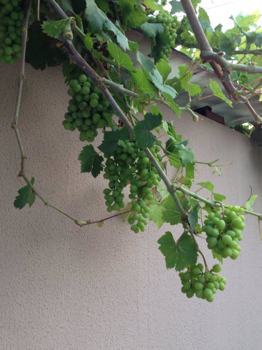 Территория Greenwood Kemer Resort