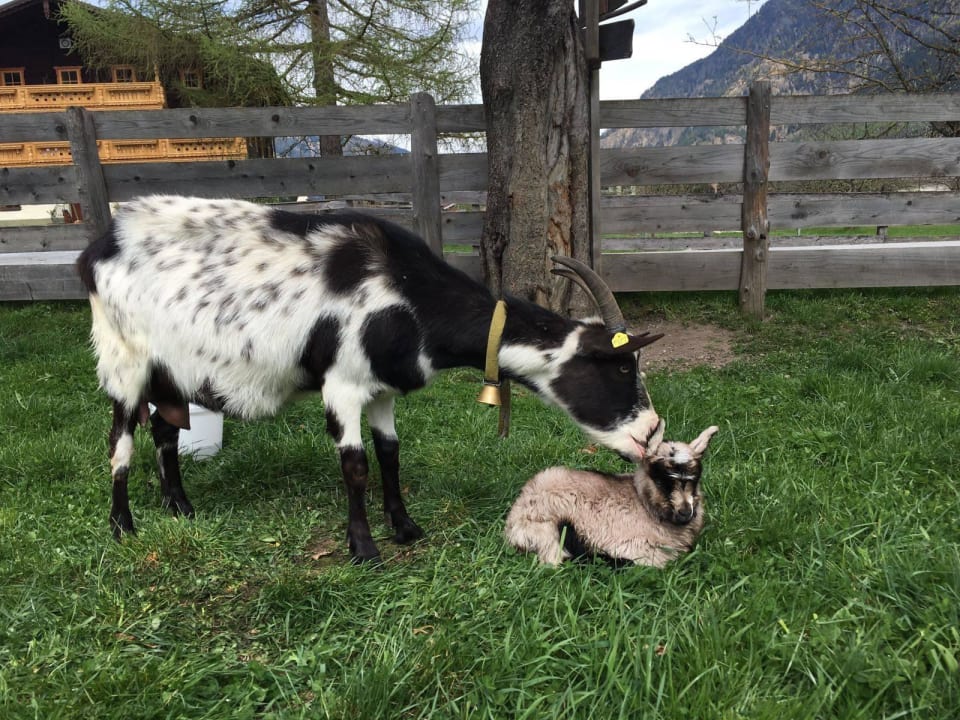 Nachwuchs im Kinderstall  Comfort-Farm Zittrauerhof