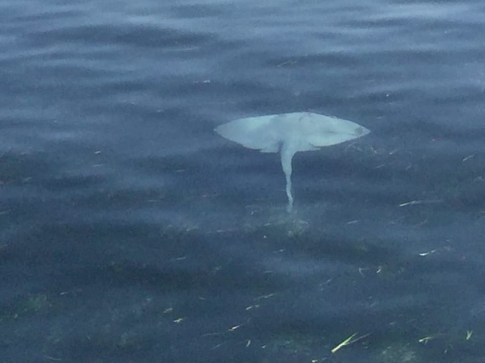 Rochen vor der Haustür Kuredu Island Resort & Spa