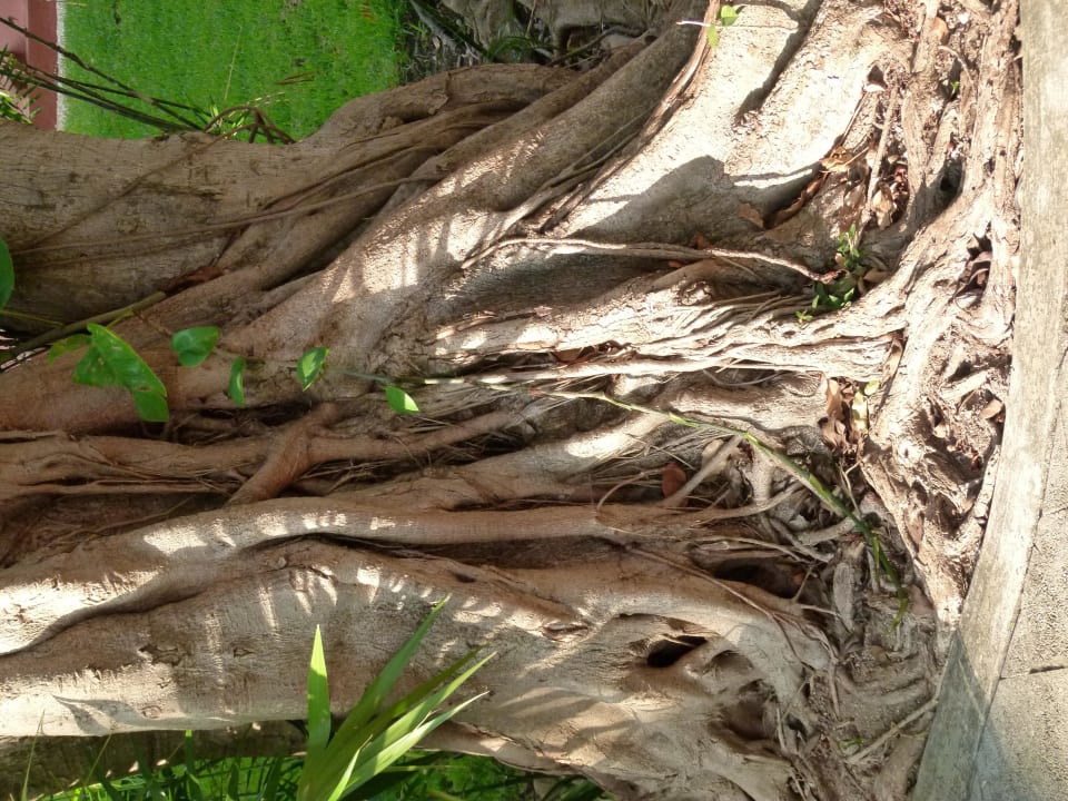 Baumwurzeln Hotel Riu Tequila