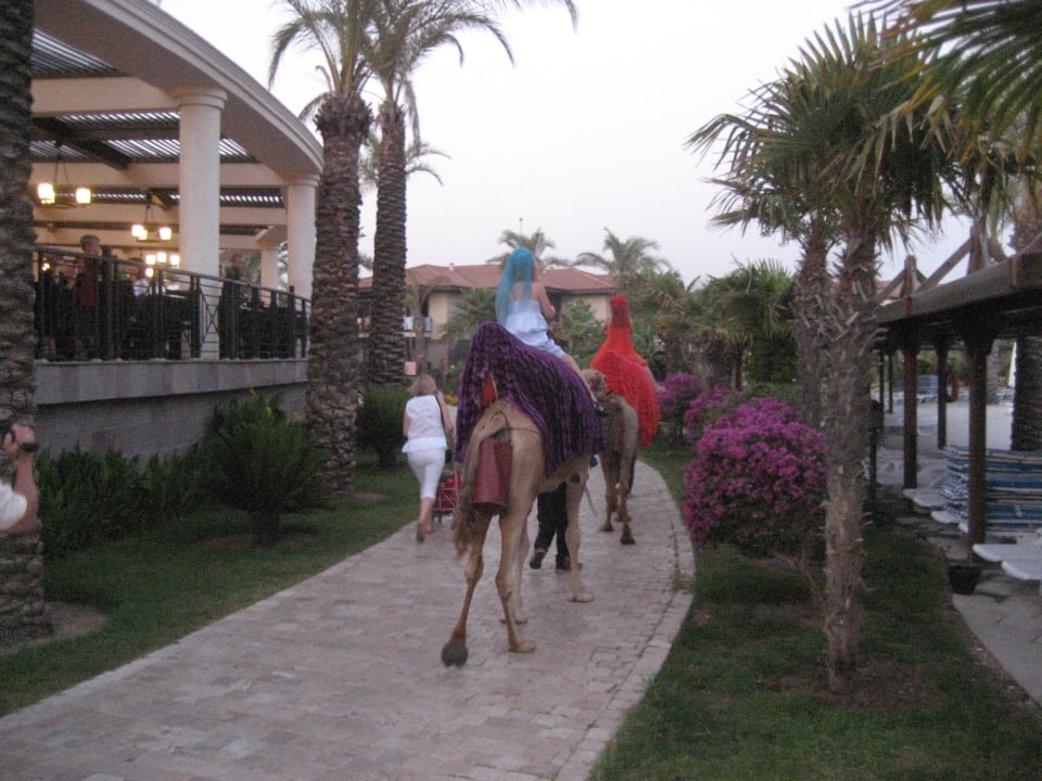 Themenabend "Türkei"  TUI BLUE Palm Garden