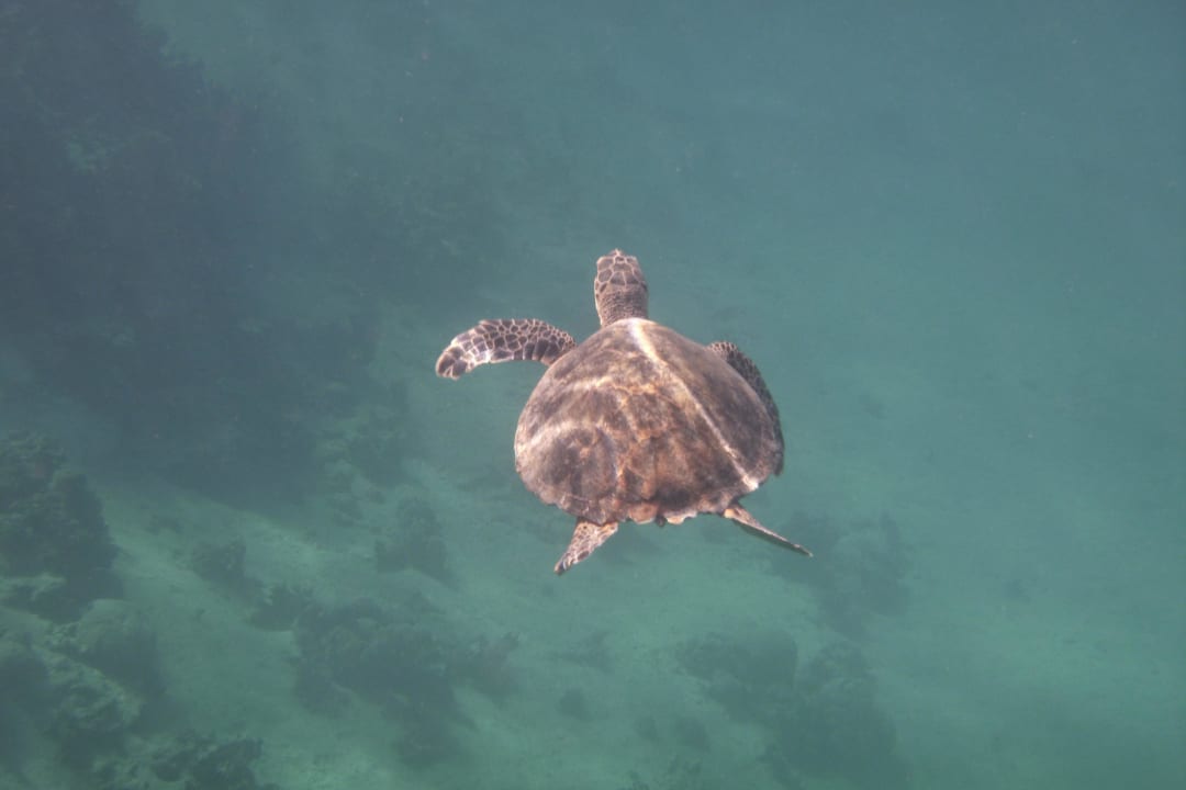 Schildkröte beim Schnorcheln gesehen Cleopatra Luxury Resort Makadi Bay